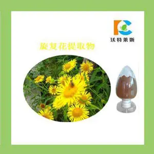 旋复花提取物 水朝阳旋复花10:1包邮