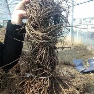 ��Ҷ�ؽ�������ɽ�� ǽ���̻� ��Ҷֲ�� ������ǿ ��ϵ����