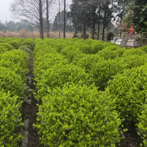 成都金叶女贞球种植 植物批发 金叶女贞球价格 小区庭院绿化苗木 金叶女贞球批发