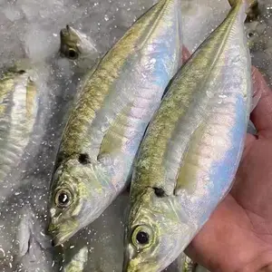 鲐鲅鱼 吧浪鱼 鲜冻和活冻吧浪鱼 鲜冻实惠又美味 活冻肥美多汁