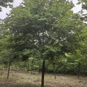 榉树厂家批发采购