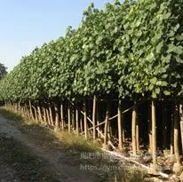 ***��Ӧ8-40�ֻ��ȼ�ֲ�� �������ݴ��ģ��Ʒ����ר��