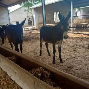 小驴苗 德州驴苗价格 肉驴多少钱一斤 肉驴养殖 包邮