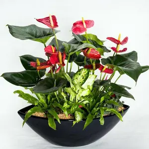 合肥红掌组合盆栽/花卉租赁/桌面开花植物/清新园花卉