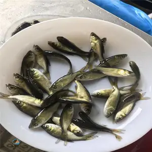 �ͻ���������ͷ���� ��ˮ��ֳʳ���ͺ���������