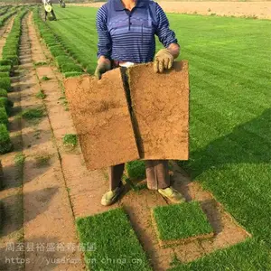周至苗木草籽 小叶女贞球 墙体遮挡树苗 榆叶梅