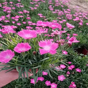 石竹 花坛花镜色块造景苗 阳台盆栽 庭院别墅地被绿化苗