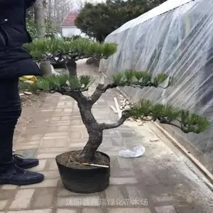 ���ͺ����� ΢С�ͺ����辰 ���Ժ��� ����Ⱦ ��԰����ͥԺ�쾰