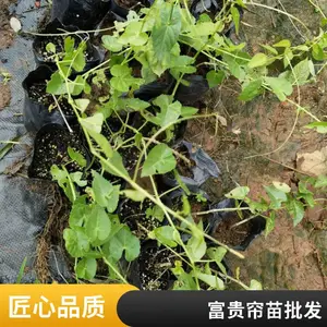 观光绿化植物种苗 锦屏藤苗批发 种植基地现挖现发