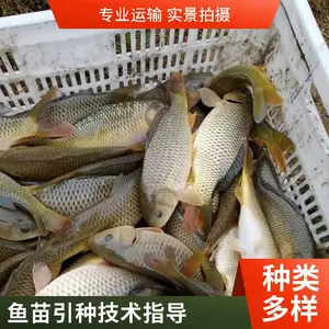 山西吕梁草鱼苗鱼种基地鲤鱼鱼苗养殖场一手货源可技术指导