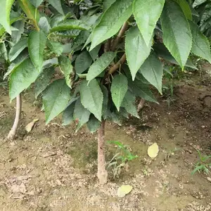 ��԰�ճ���������һ�š�������ӣ��������