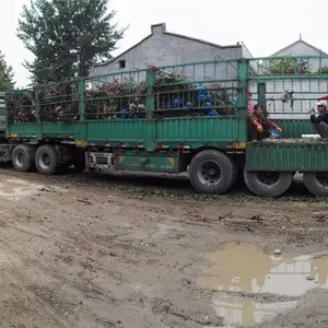 ��Ҷ��ӣС����� ����ָ������ ����������Ҷ��ӣ