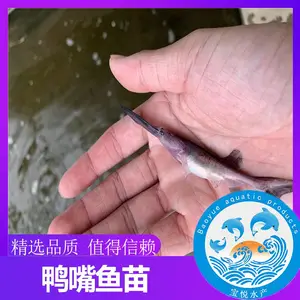 陕西延安鸭嘴鱼苗鱼苗出售鸭嘴鱼苗鱼苗供应