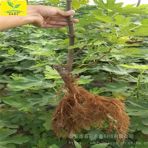 ���۲������޻������� ������ ������ ��ʵ���� ��ֲǰ������