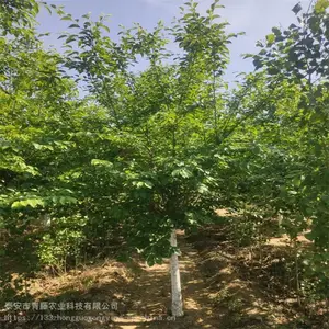 ����ӣ���� ����ӣ���� �̻��������ձ���ӣ ����ũҵ