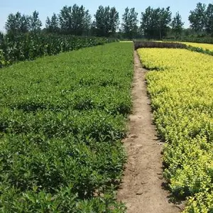 绿篱批发-雅仕阁绿化苗木基地(在线咨询)-绿篱