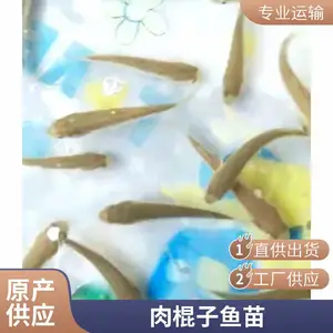 梭鱼苗原产地直发 骨刺少 肉质鲜嫩 空运全国 技术支持
