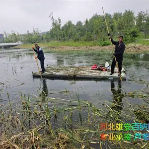 清理水草 清理芦苇 清理香蒲 专业清理水下各种水生植物