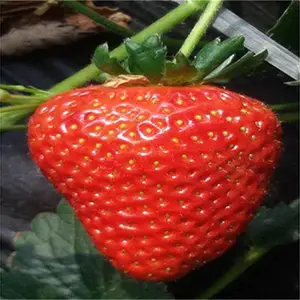 �����ݮ�������л���