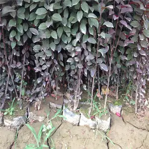 ��������������ֲ����-Ժ������СҶ����-����������������