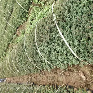 大红袍花椒苗产地 花椒的好处 哪里卖花椒苗？花椒会开花吗 什么花椒