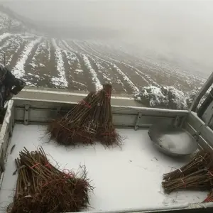 重庆蜂糖李苗-蜂糖李苗价格-蜂糖李苗定植方法
