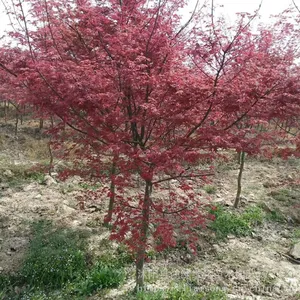 �ձ�������� �ձ����С��۸� 2����3����4����