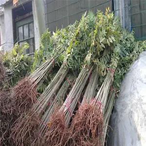 �����㴻���������� �����㴻��۸� ռ���㴻��