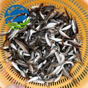 ��Ѩ��������������ˮ��-�������������泡ֱ��-�����û�