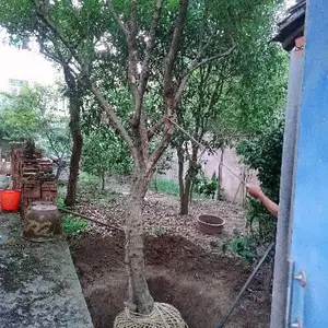 ����ʯ���� ˮ��ʯ�� ����ʯ������ֲ���� ����ͥԺ����������