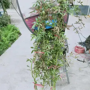 Ǿޱ���� �� С�����أ��߶�50-2�� �ɹ�Ӧ����