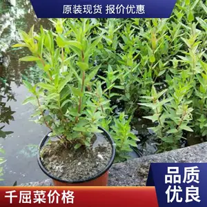 ǧ����ʪ���̻����� ǧ����ˮ��ֲ����� ˮ֦��������