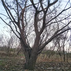 ����Ե �߸���÷ ����÷ Ʒ����ȫ