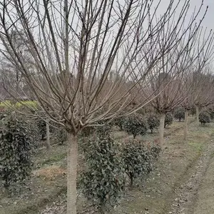 ����Ư�����ձ���ӣ ��Ʒ�� ��ӣҲ�� ���ع������