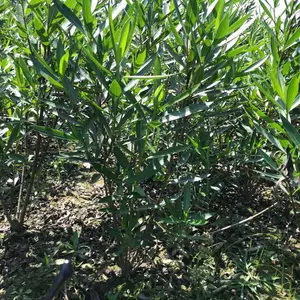 夹竹桃 成都夹竹桃基地 夹竹桃杯苗 四川绿化工程苗供应