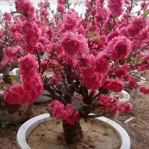 �����һ��������辰�������һ�������һ���ҪƷ��������������