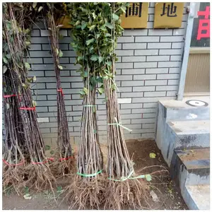 河北苹果树苗基地 苹果树嫁接苗多少钱一棵