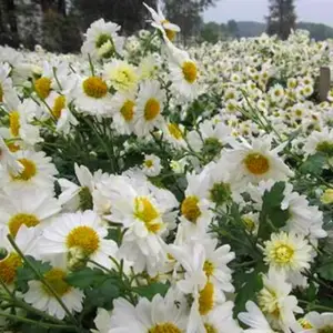 ��̩��ҩ�� ����ջ���۸� �����߲��ջ�������