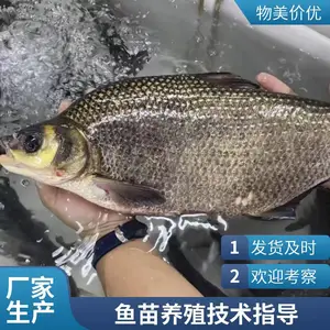 ���������ֳ ���� �ۺ���ָ�� ��ˮ����ֳ ��Ӧ����ǿ�� ��ˮ��