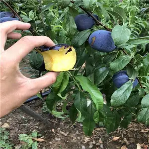 味厚李子苗 李子苗 供货商家 帅阳 批发商家咨询