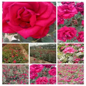 �������ٱ�Ǿޱ-��ľ����-�ٱ��¼�����3����