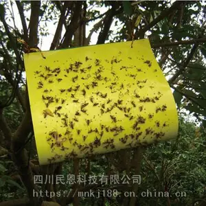 ��Ӭ�� �Ϲ�Ӭճ���� ��СʵӬ���ռ�����ɫ����