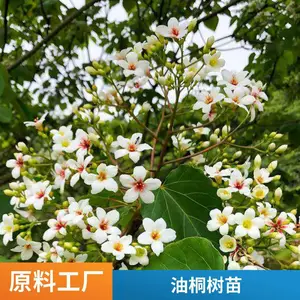 千年桐别名木油桐皱桐 市政园林路边造景苗景区园林公园种植