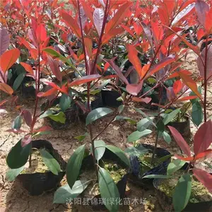 锦瑞 红叶石楠小苗基地 红叶石楠小杯苗经济实惠 装车价0.4元/棵