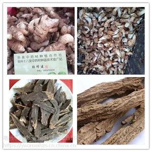 玄参种苗批发 药美农业公司