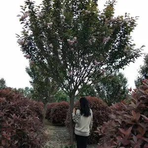 8�����ձ���ӣ�� ������� ӣ�����Թ�Ӧ �Բ�����ӣ����
