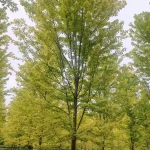 千亩绿化苗木基地供应大小规格绿化工程苗木占地苗木