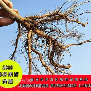 脆甜维纳斯黄金苹果苗 嫁接苹果苗全国供应