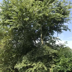 �ɶ���ɭ�̻��أ������������������磬������������Ŷ