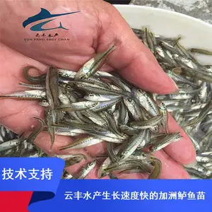 ��ˮ�޷�����/����������/��������ֳ���� �������